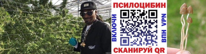 Псилоцибиновые грибы Cubensis  Купить где  Кувандык 